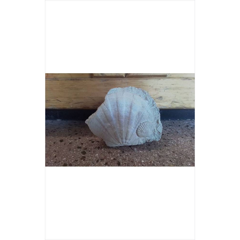FOSSILE DÉCO 