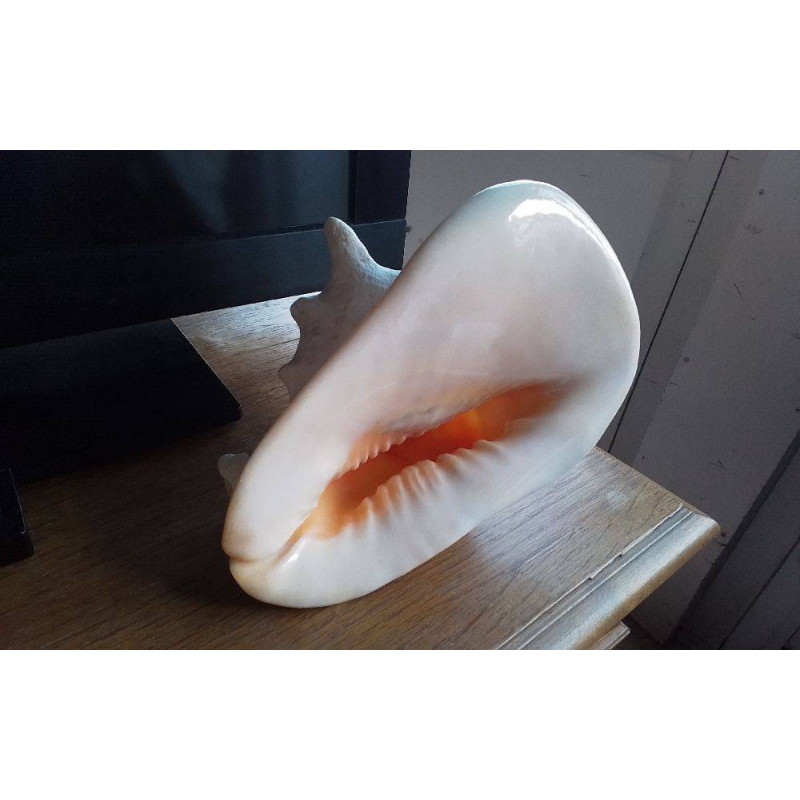 COQUILLAGE DÉCO 