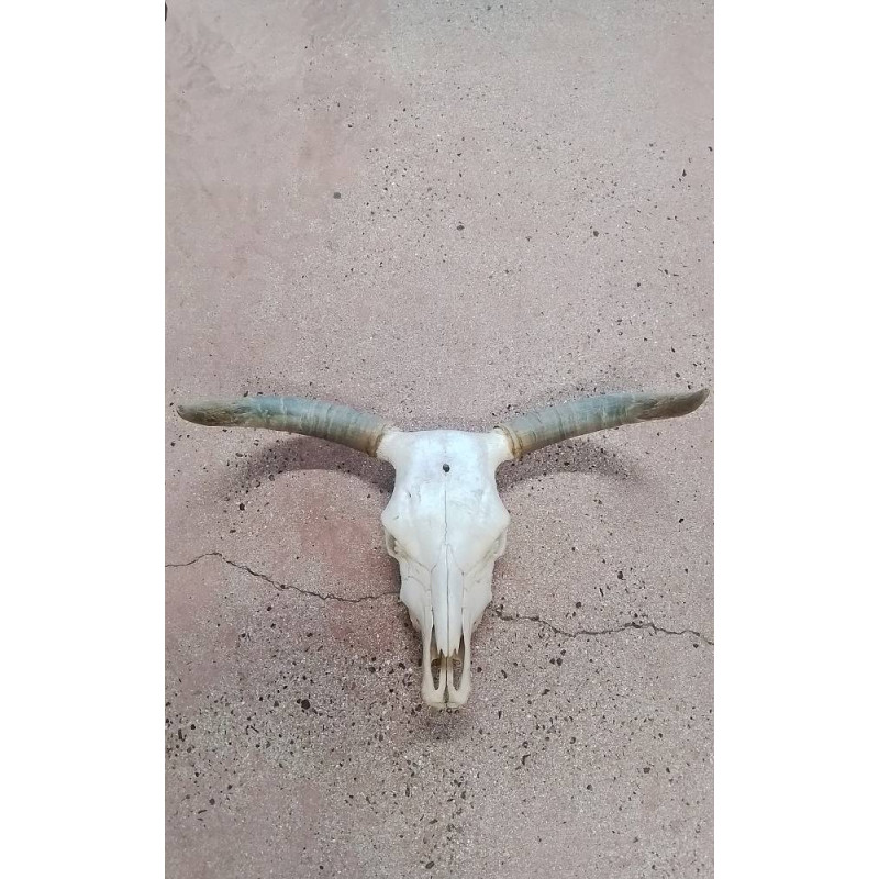 CRÂNE ANIMALIER