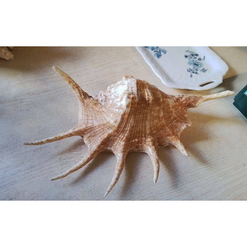 COQUILLAGE 