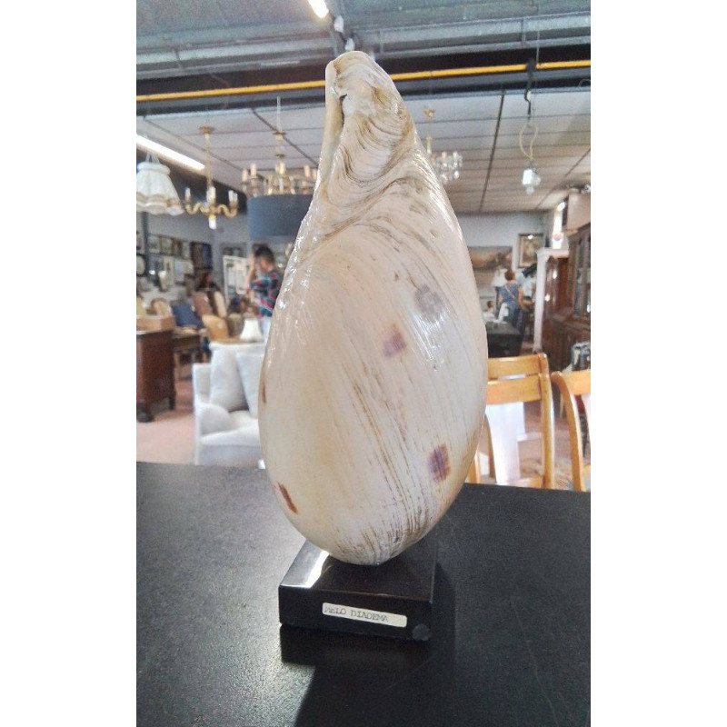 COQUILLAGE DÉCO HAUTEUR 22 CM